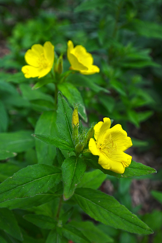 Foundations Montessori School Nature Photography Class