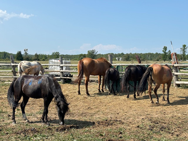 Métis Women's Circle Elder Visit to Spirit Horses