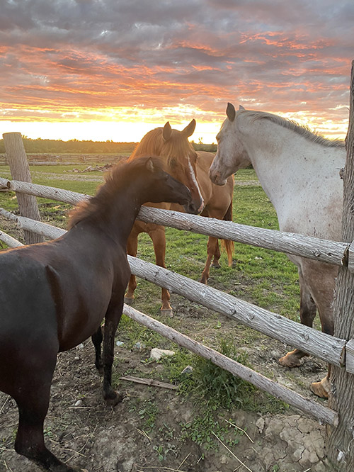 Spirit Horses Zoom Presentation