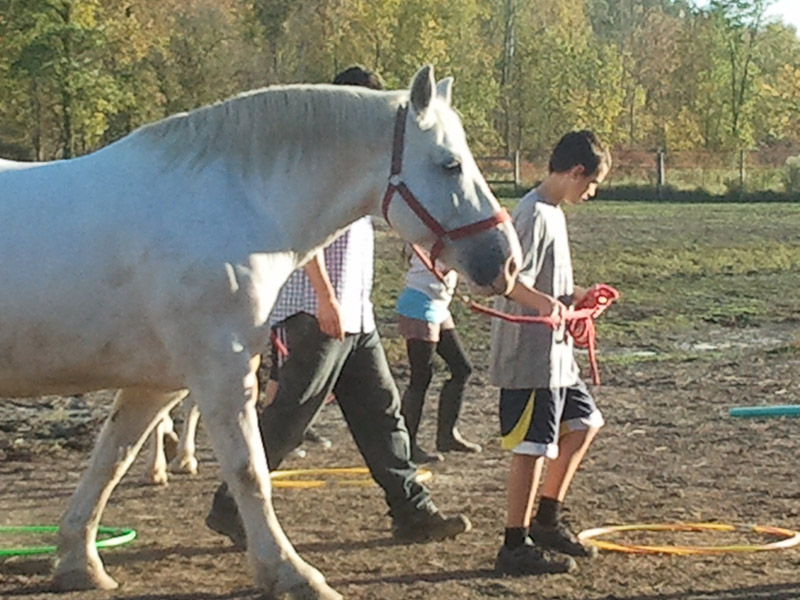 Horse Spirit Halton 2013