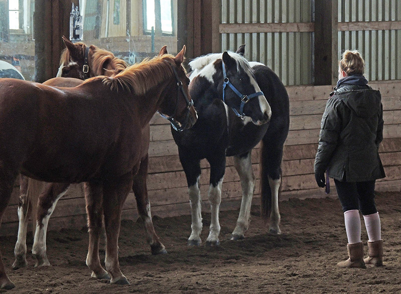 Women, Horses and Art 2014