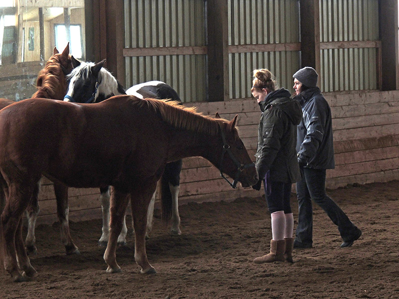 Women, Horses and Art 2014