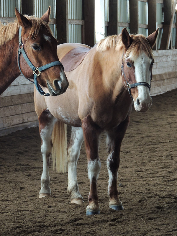 Women, Horses and Art 2014