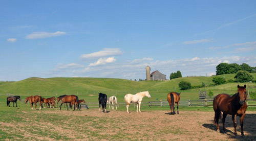 Horse Spirit and Young Men 2012
