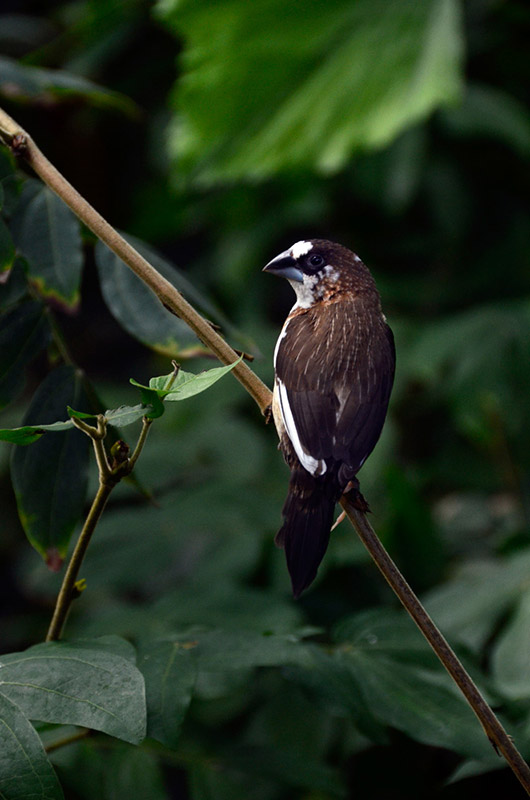 Coyote and the Laughing Butterflies - Part 1